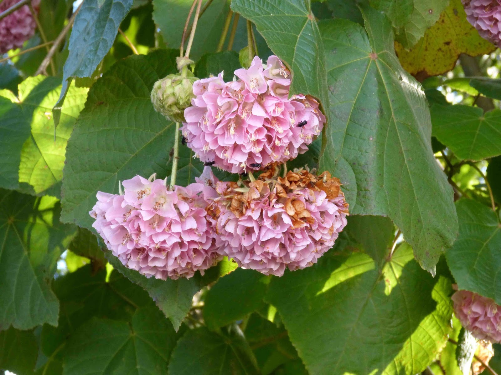 Canguçu em cores II: Astrapeia- Rosa - Dombeya wallichii - Imagem ...