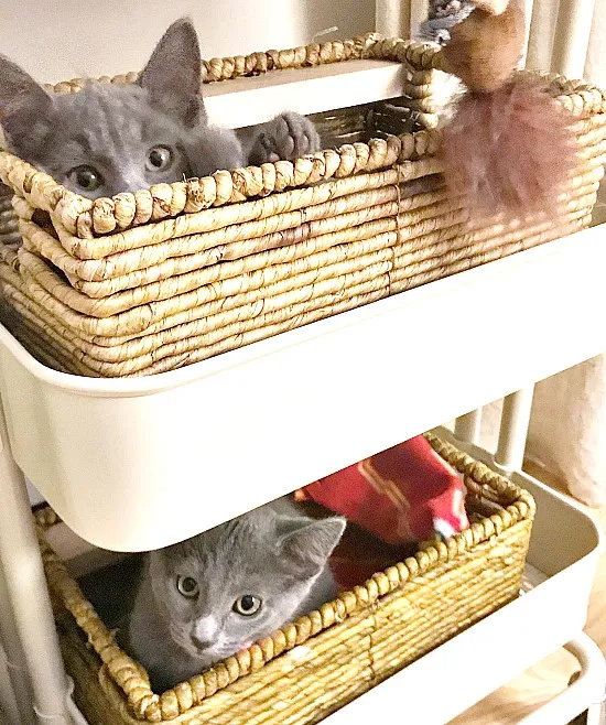 Baskets in a rolling cart for kitten beds