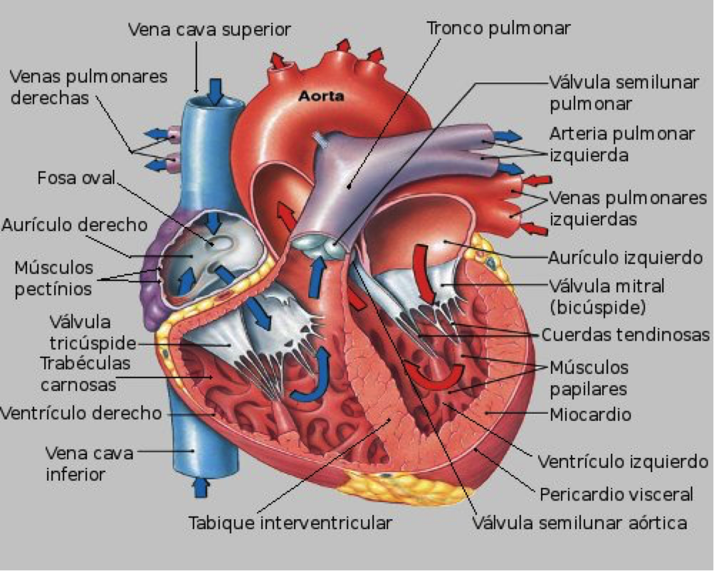 Cirugía Cardiovascular Anatomía y Fisiología del Corazón Cirugía Cardiovascular Anatomía y Fisiología del Corazón