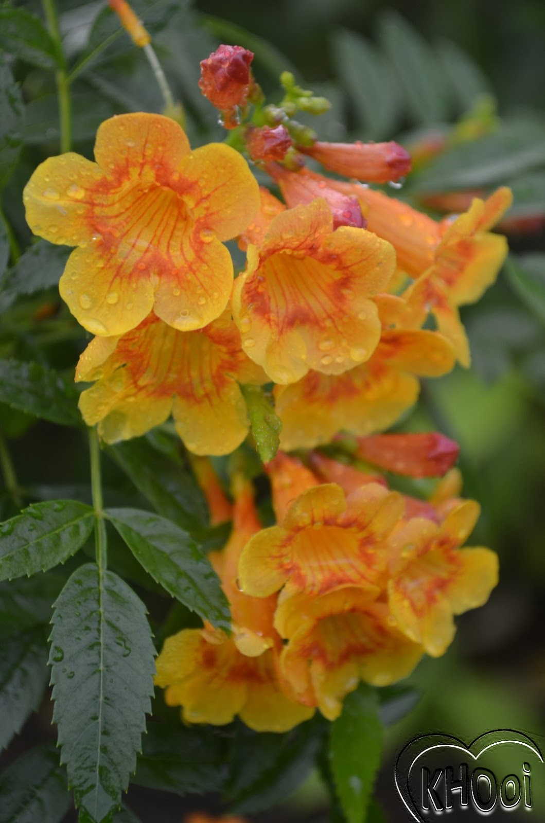 花卉库: 橙钟花