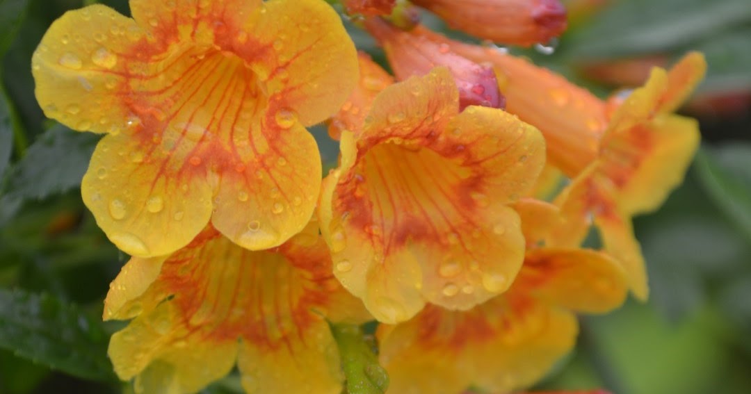 花卉库: 橙钟花