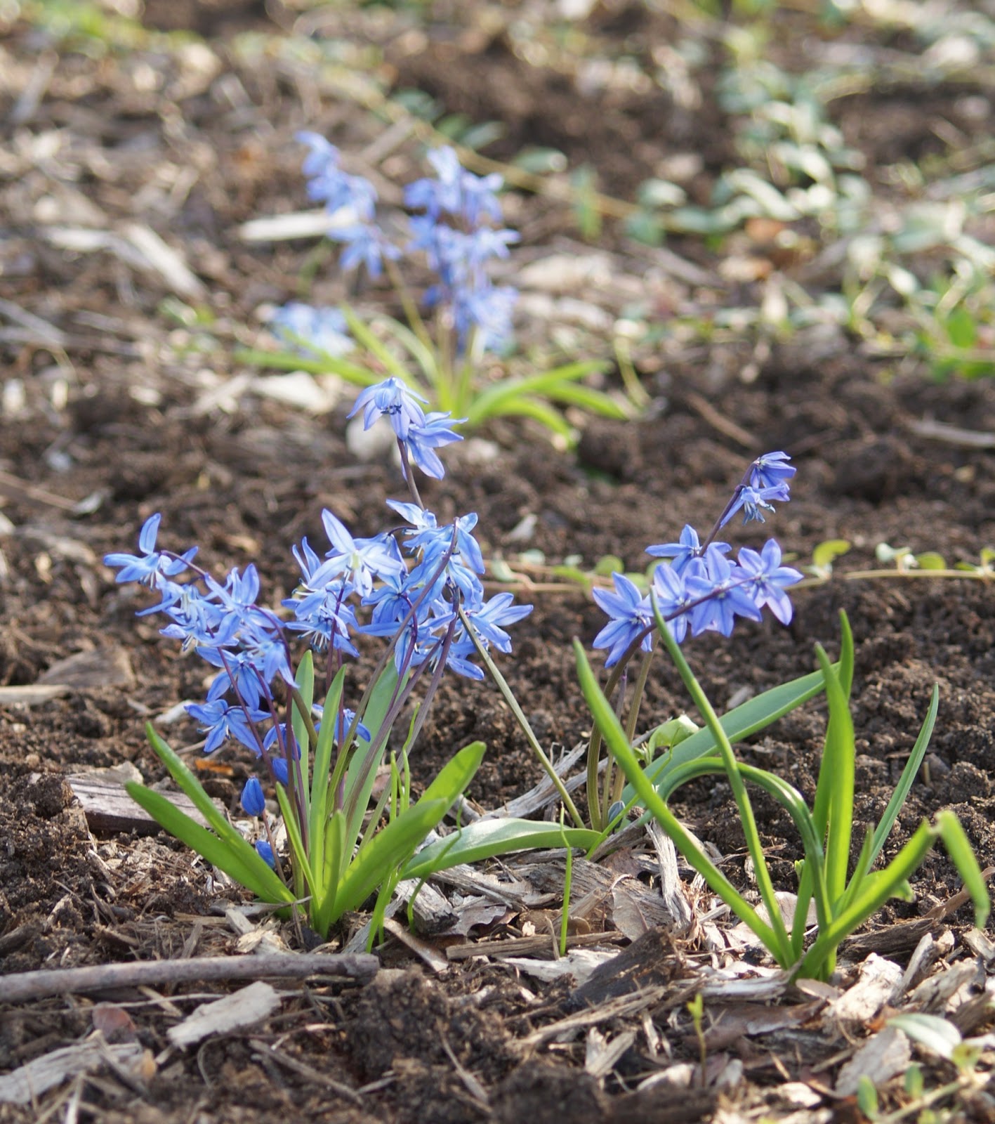 Visit My Garden: Extra Early Spring Bulbs