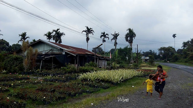 jalan ke pasteurisasi susu sapi gundaling berastagi