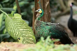 taman burung tmii jakarta