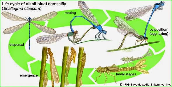 Dandelion Seeds Odonata Life Cycle Berjemur Capung Memiliki Kebiasaan Dibawah
