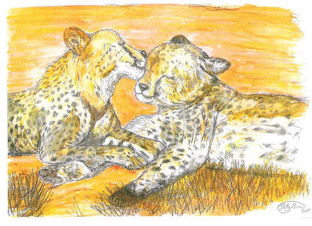 Cheetahs in love pic