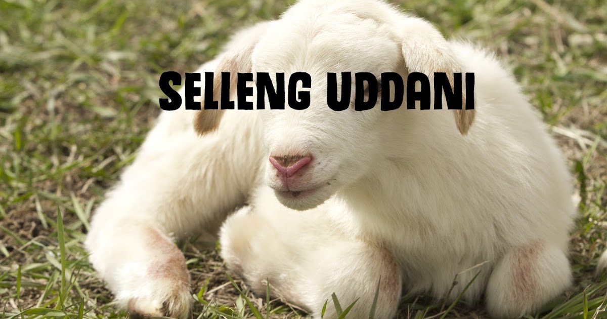 Lirik Lagu Bugis Selleng Uddani Maluccana