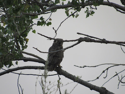 Sacramento National Wildlife Refuge