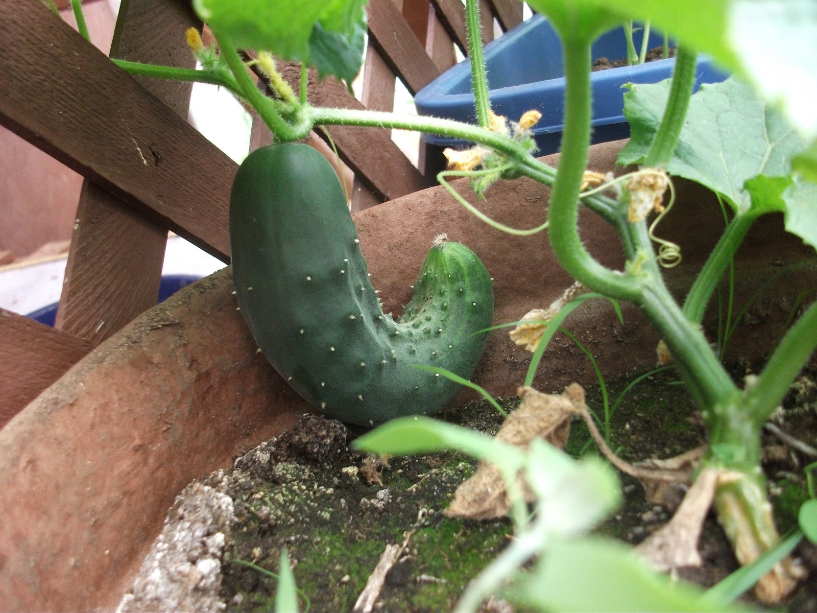 Cold Hands Warm Earth Pumpkins and Melons