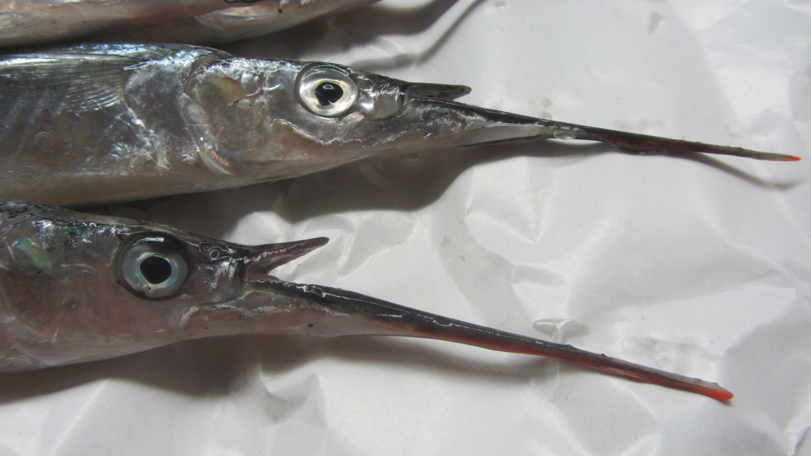 Eat It To Believe It blue bones