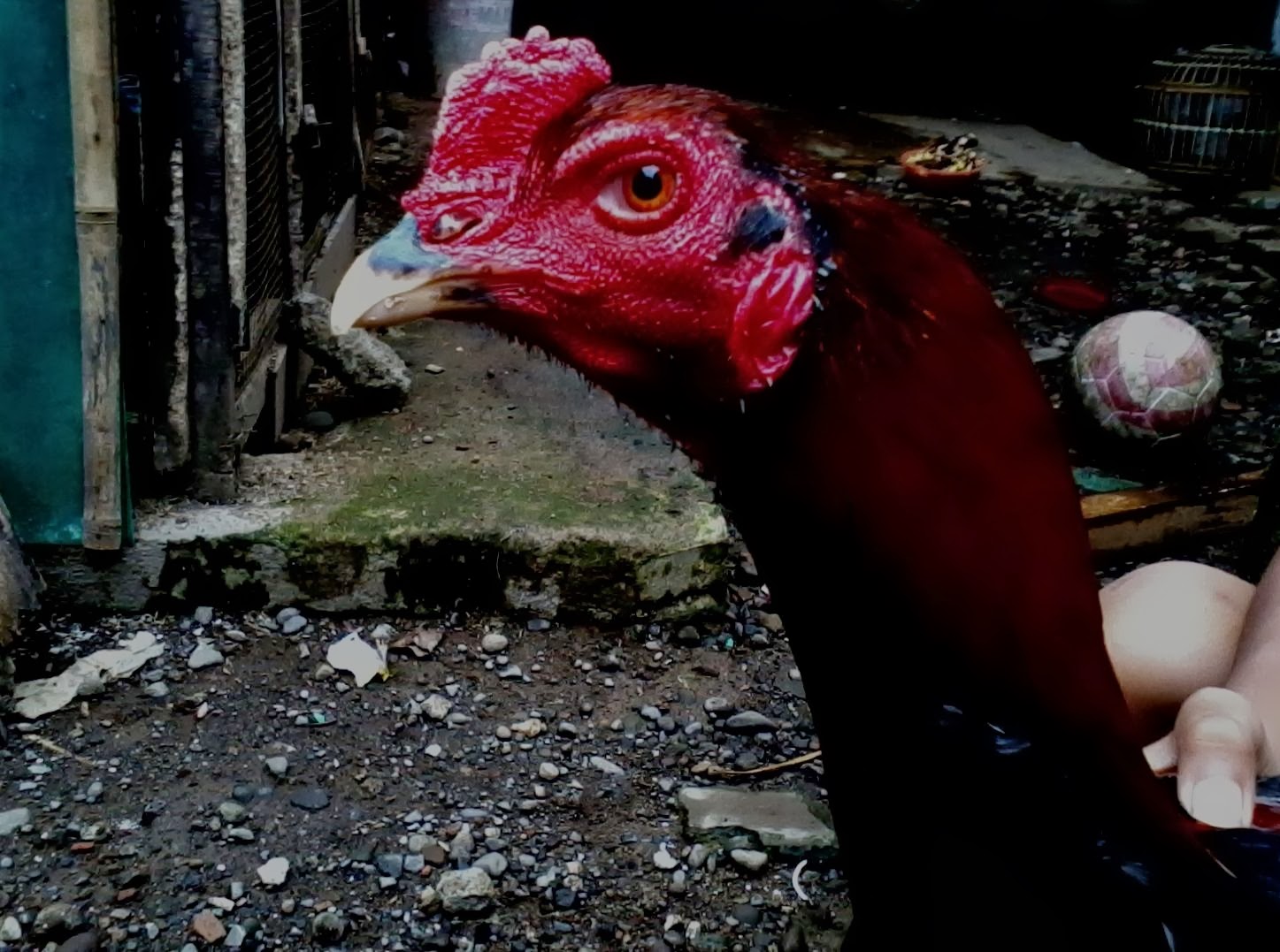  Gambar  ayam  bangkok aduan Si Daplun Ayam  Bangkok 