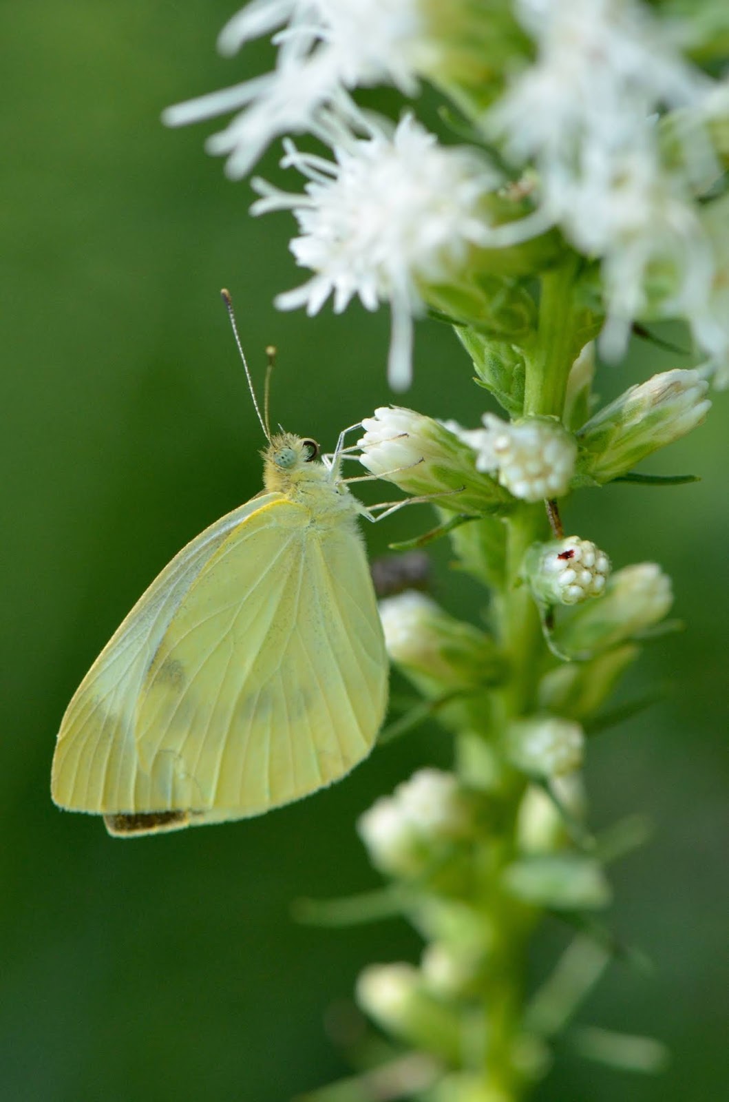 Pieris Rapae Specimen Used For The Paired End Genomic Library