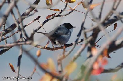 Tallarol capnegre (Sylvia melanocephala)