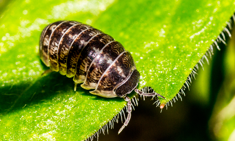 Arañas: Araña Cazadora Cochinillas (Woodlouse)