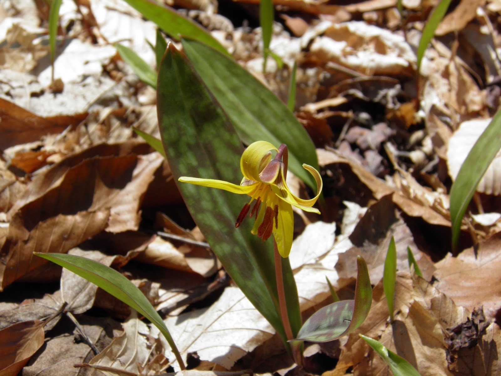 2020 Doug Photo Blog Trout Lily