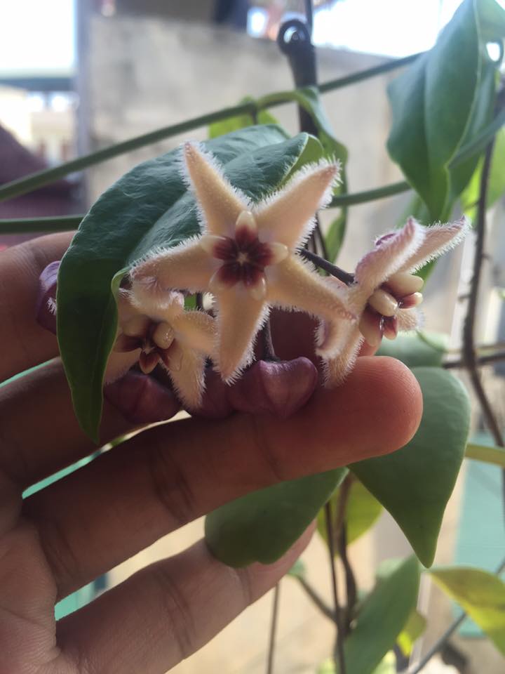 Хойя индонезия 001 Хойя индонезия 001