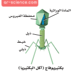 شكلا بين للفيروس ارسم اجزاءه تخطيطيا ارسم خطا