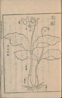 FLOS, 花, BLUME, FLOWER, 華,FLEUR, FLOR, ЦBETOK, FIORE