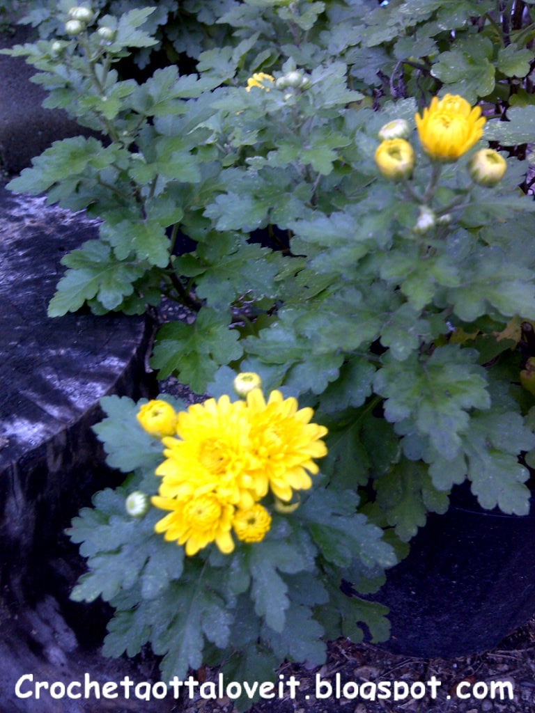 Crochet...Gotta Love It! Blog My Garden and Yard, Part One