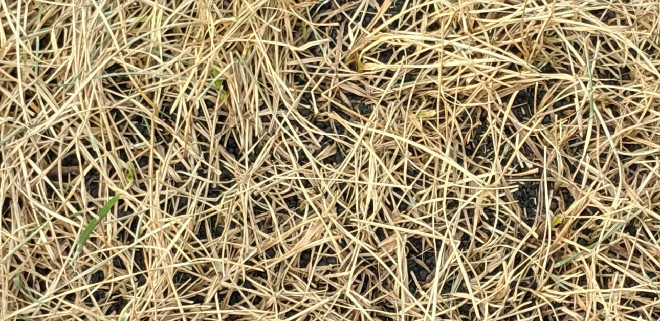 Spill Lawn Burn Don't Believe the NonBurning Hype