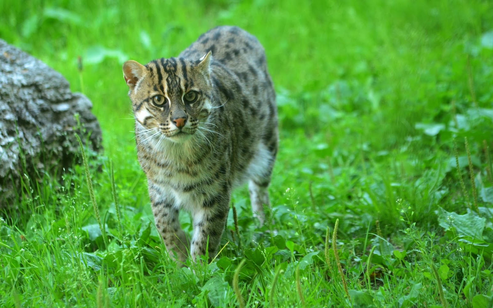 Fishing Cat Pets
