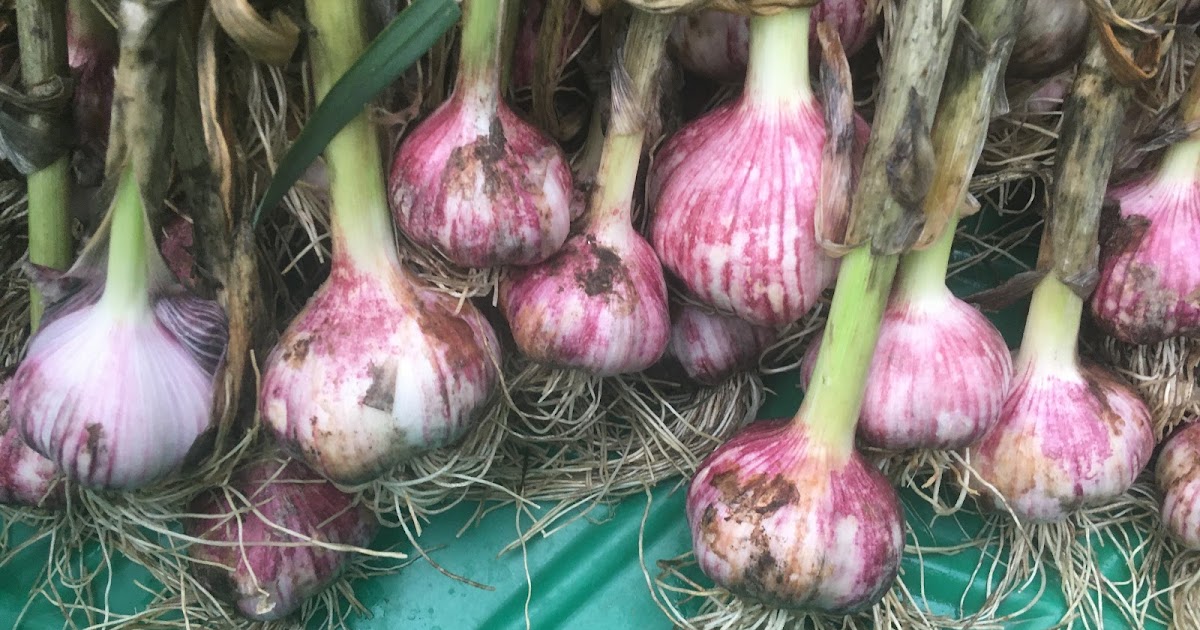 Purple Garlic Everything You Need to Know About Harvesting Heirloom Garlic