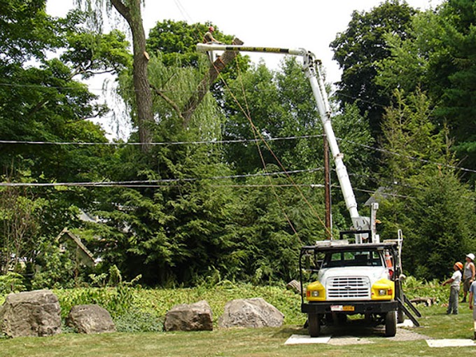 Hiring Professional Tree Removal Services-Few Tips