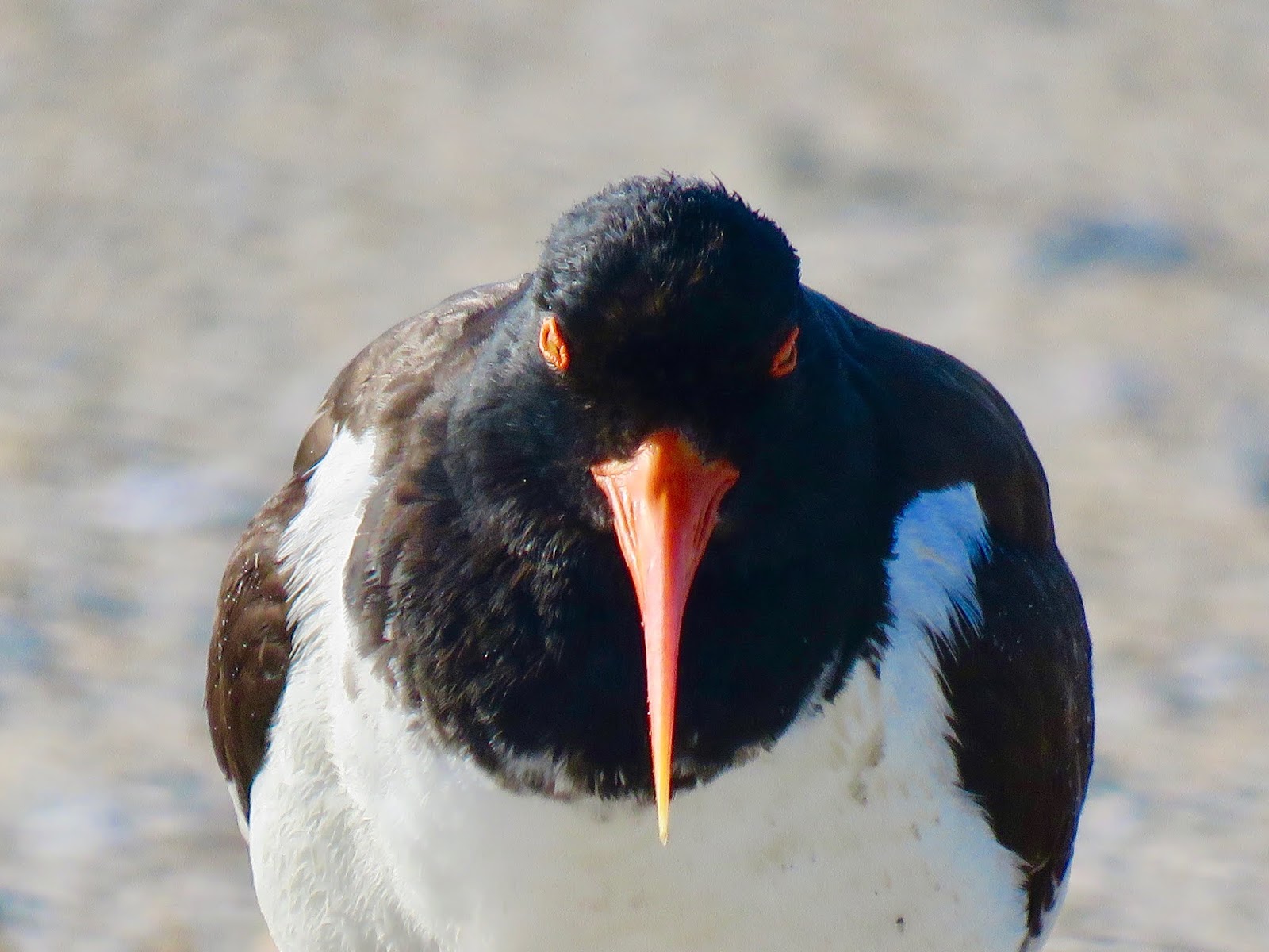 Wrightsville Beach Bird Stewards A Morning With an American