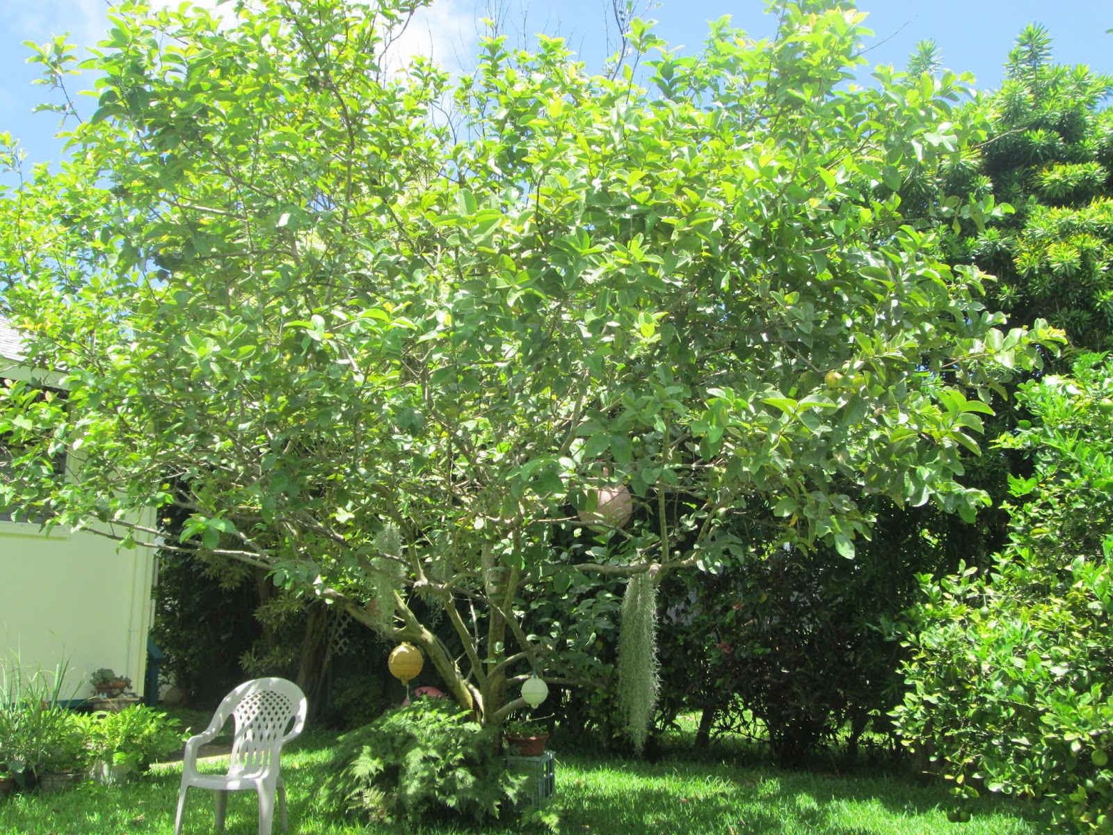 Garden Notes from Hawaii Guavas (Psidium guajava)