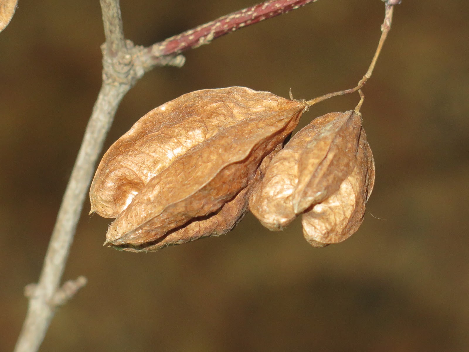 Dummerston Sightings: 5-5 Bladdernut