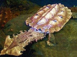 tortuga matamata