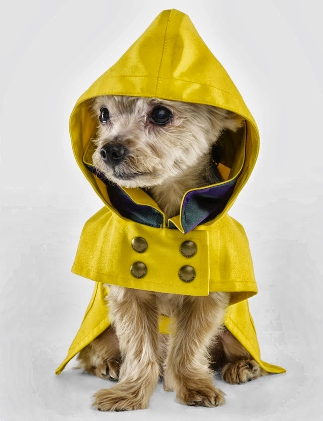 Dogs Cats Rain Dogs Cats Rain