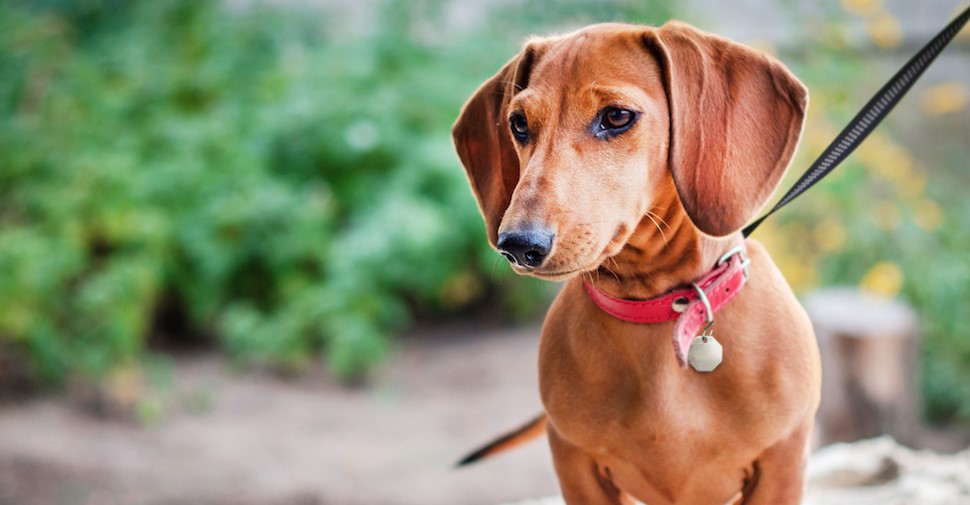 köpekler regl olur mu