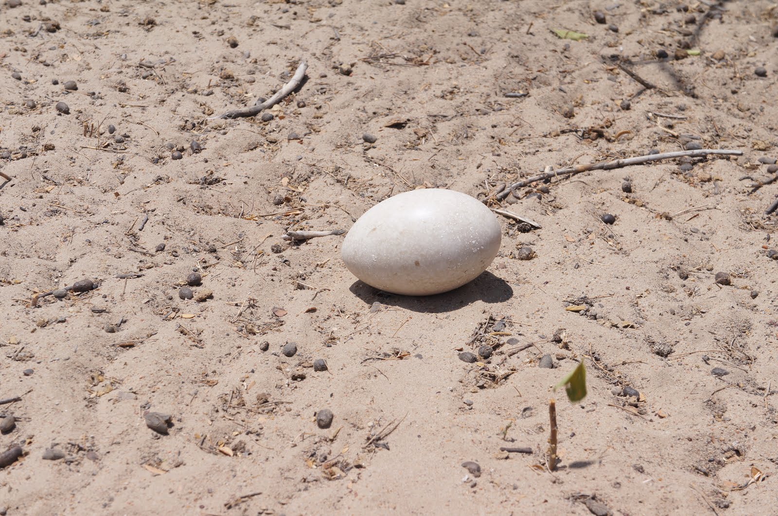 Um ovo de ema na caatinga