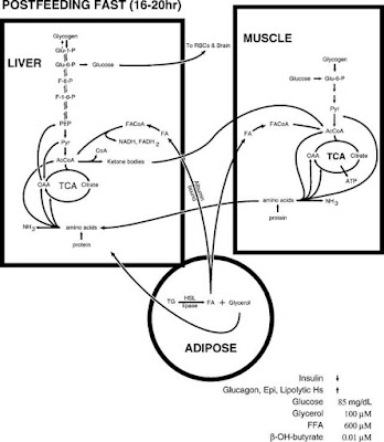 flow of postfeeding fast