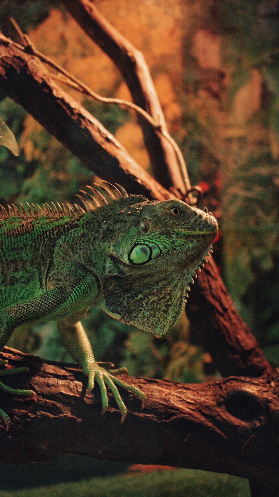 Animal, Iguana, Reptile, Herbivorous, Lizards