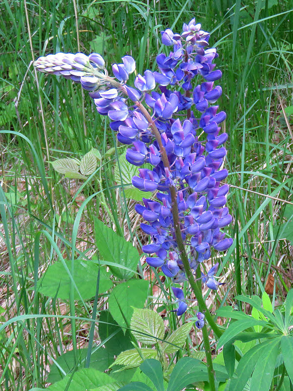 Łubin trwały (Lupinus polyphyllus L.) lubin