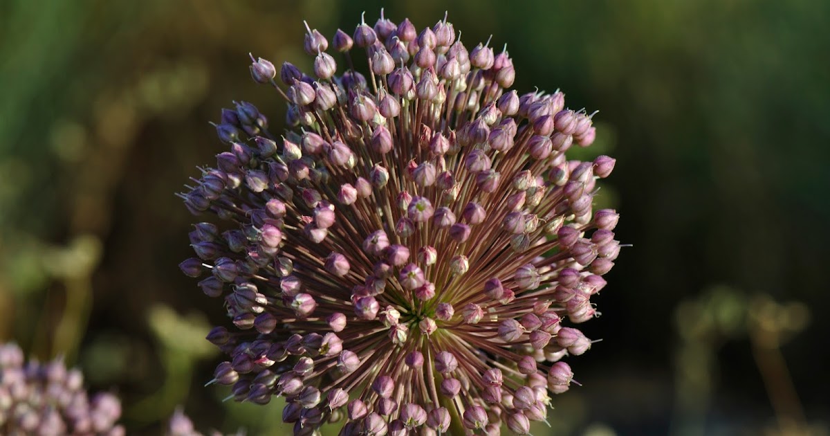 Desde Alájar Ajo porro