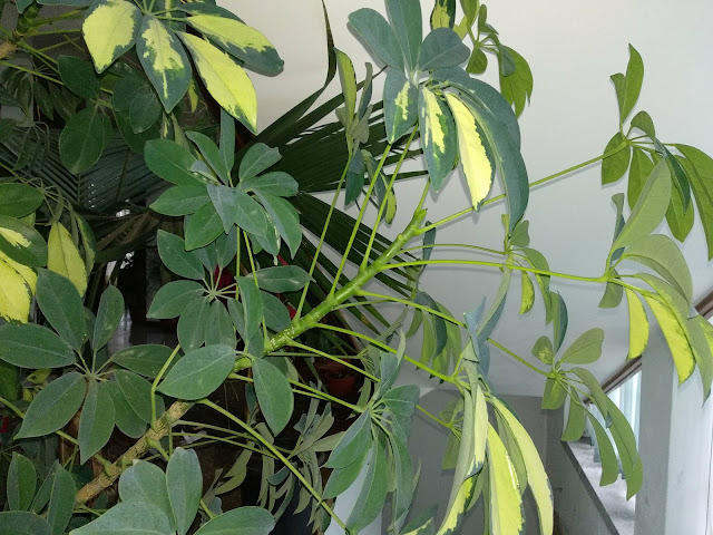 Xiaomi Mi A1 Xiaomi Mi A1