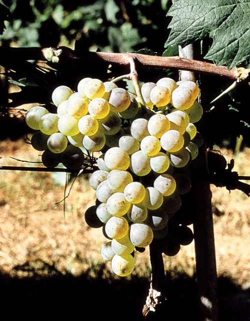 Fringe Wine: Favorita and DNA Microsatellite Analysis - La Morra, Piemonte,  Italy