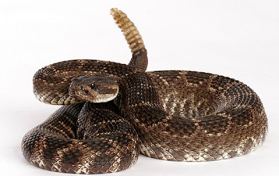 La serpiente de cascabel