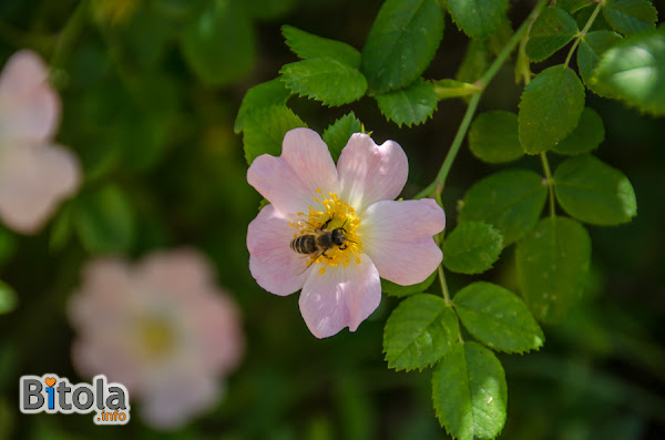 Honey bee on a Dog-rose (Rosa canina) plant