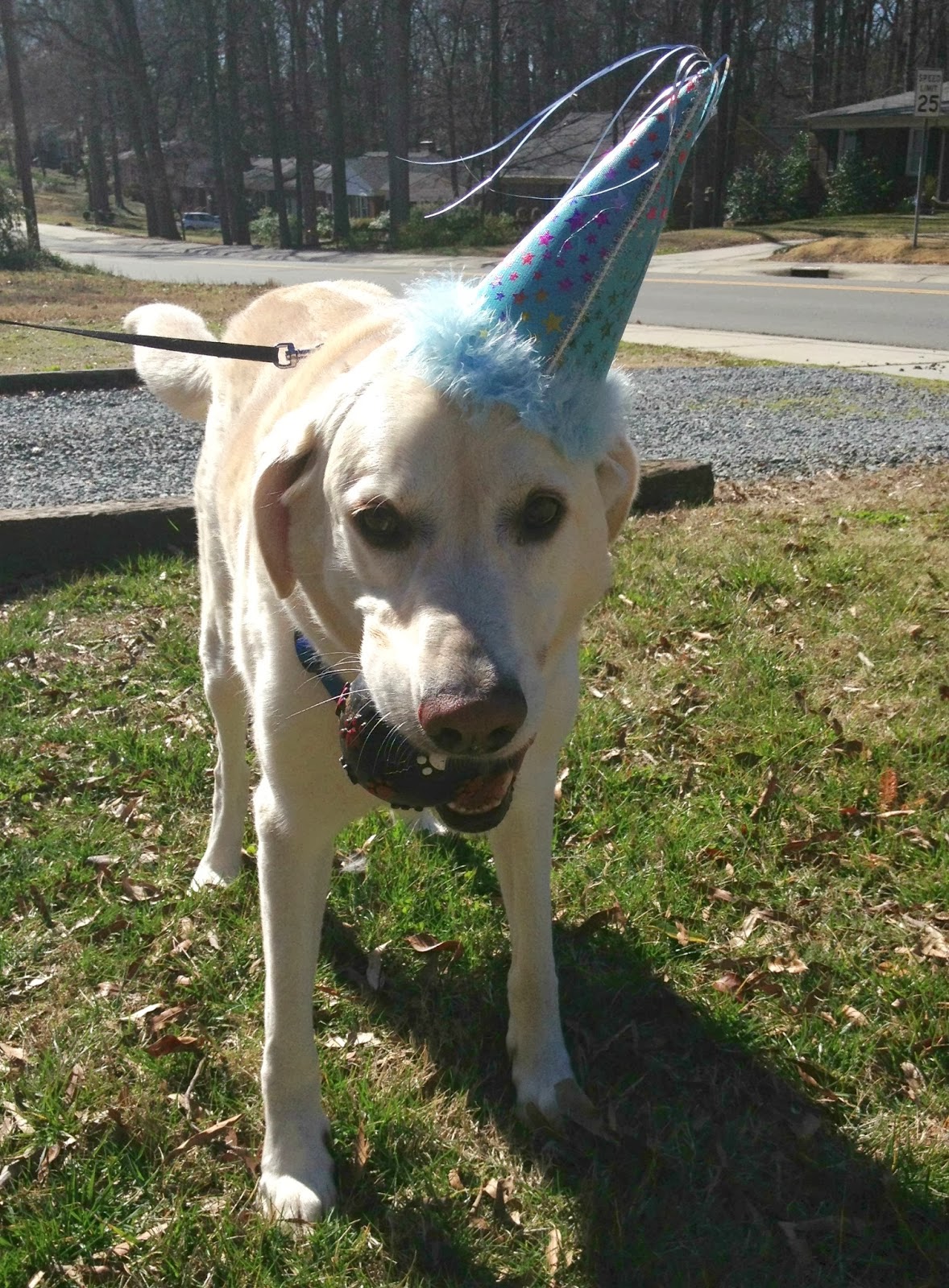 frosty paws harris teeter