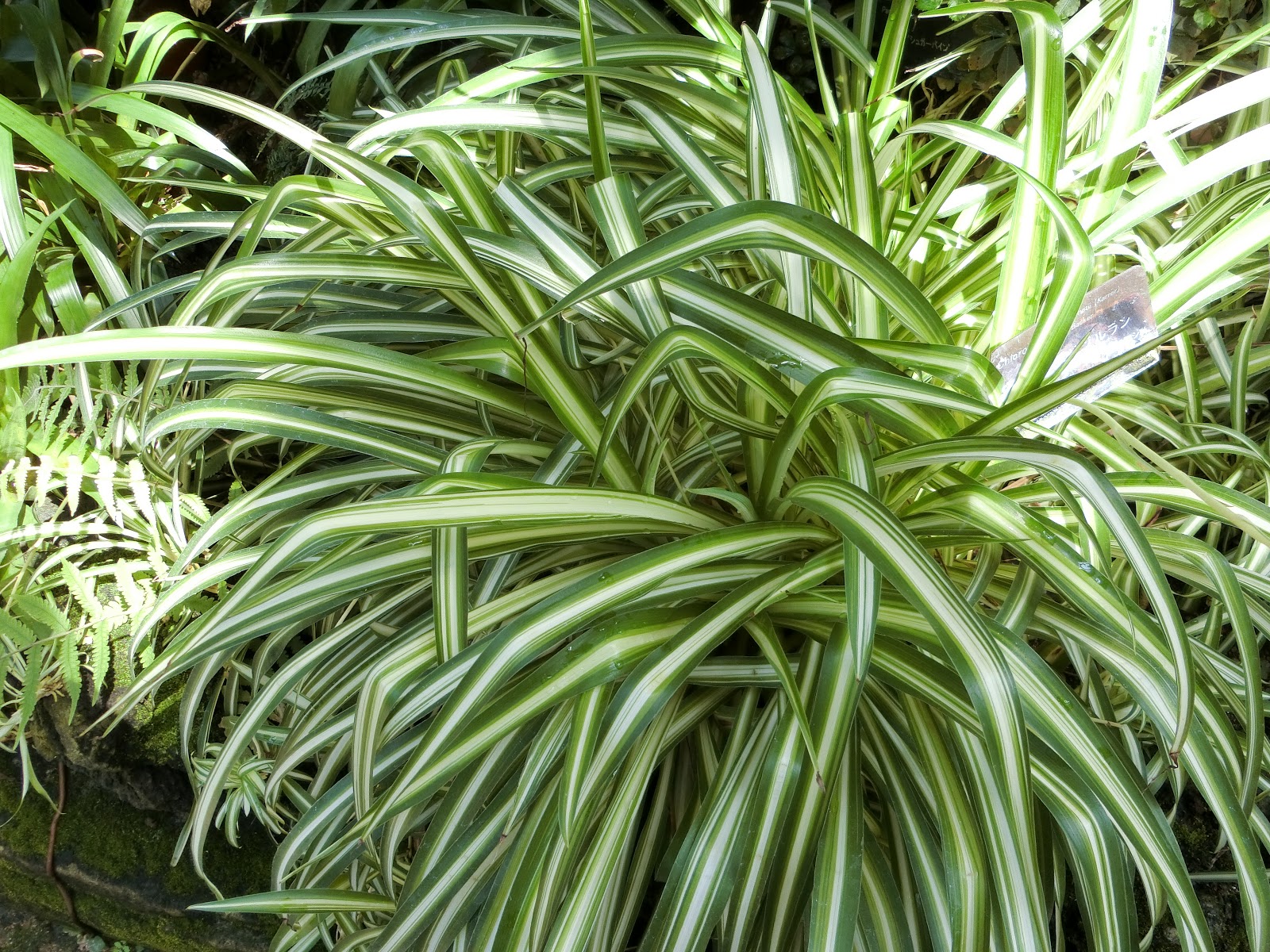 ６０歳で無職の優雅な日々 シャムオリヅルラン