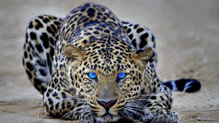 Leopardo ojos azules