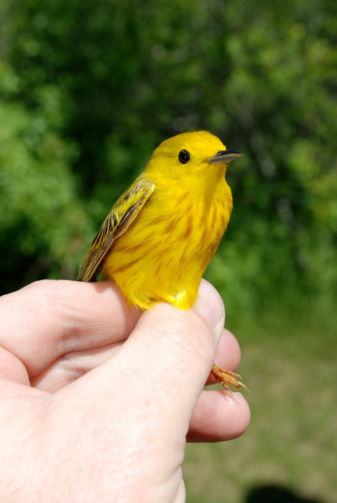 List Of Birds Of Minnesota Yellow Birds In Minnesota