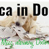 Pica in Dogs