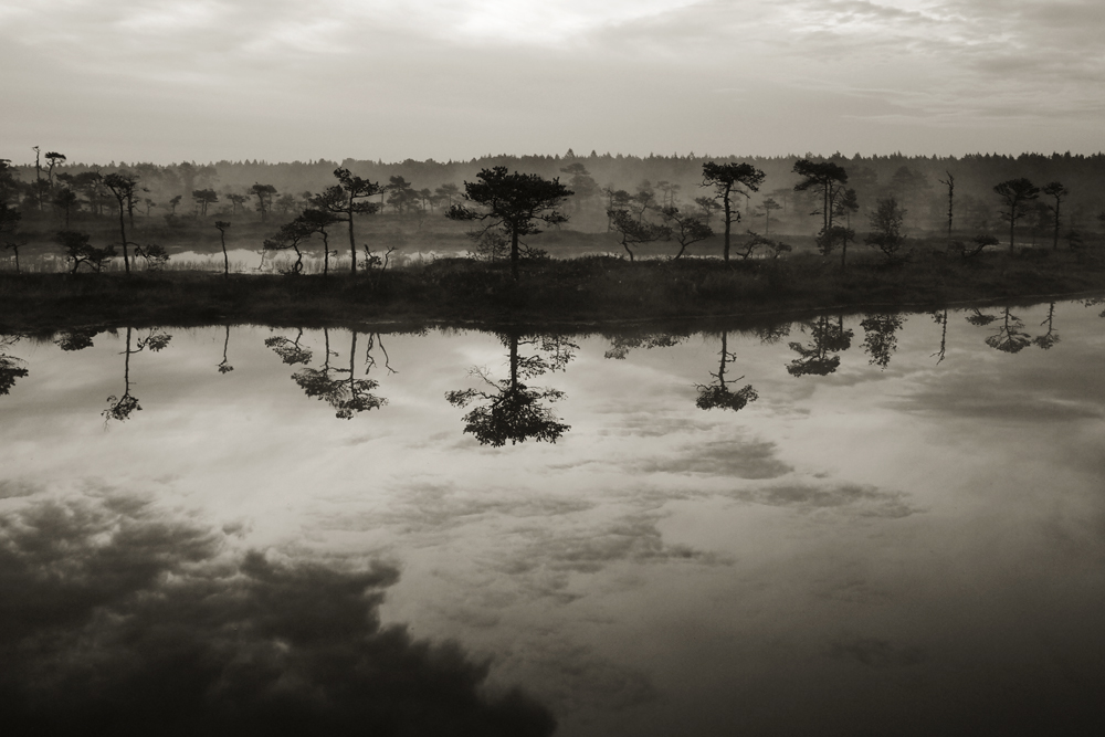 - Paranull -: Kuresoo.