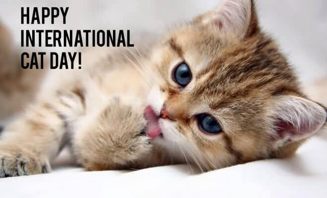 International Cat Day