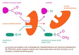 JULIO BIOQUÍMICA: BIOQUÍMICA DE LA COENZIMA Q10, energía, salud y